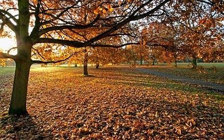 autumn_1490388c