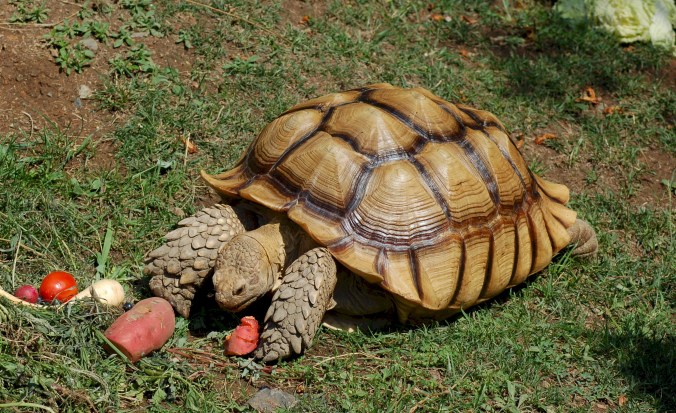 Geochelone_sulcata_-Oakland_Zoo_-feeding-8a