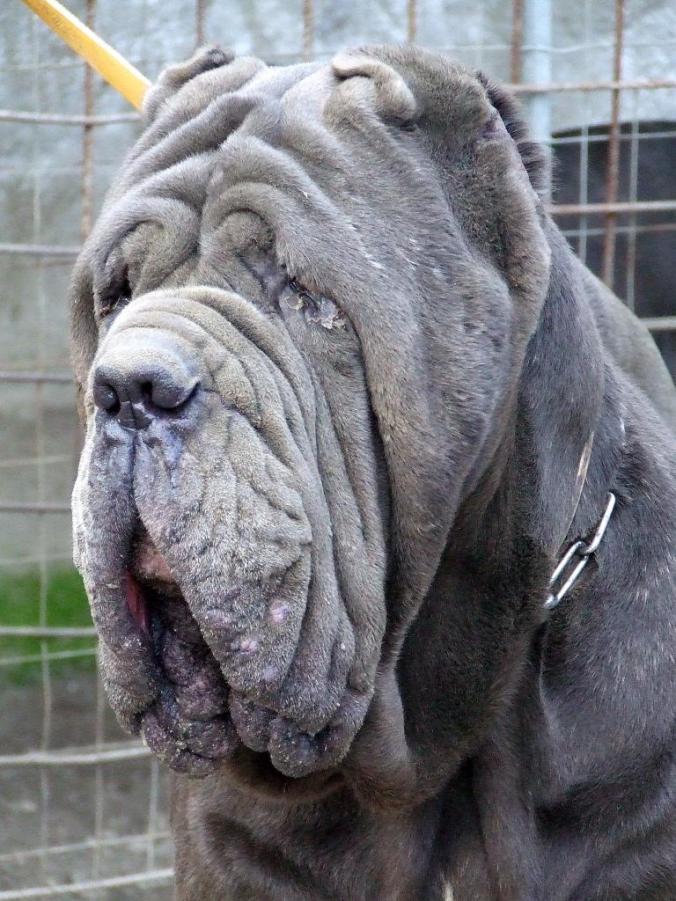 Neapolitan Mastiff (31)
